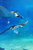 沖縄観光をブルースカイリゾートのトライクでレンタカーよりも楽しく開放感と爽快感を体験して下さい！