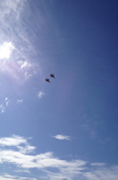 ブルースカイリゾートにしかない沖縄観光に必要な情報を提供します！